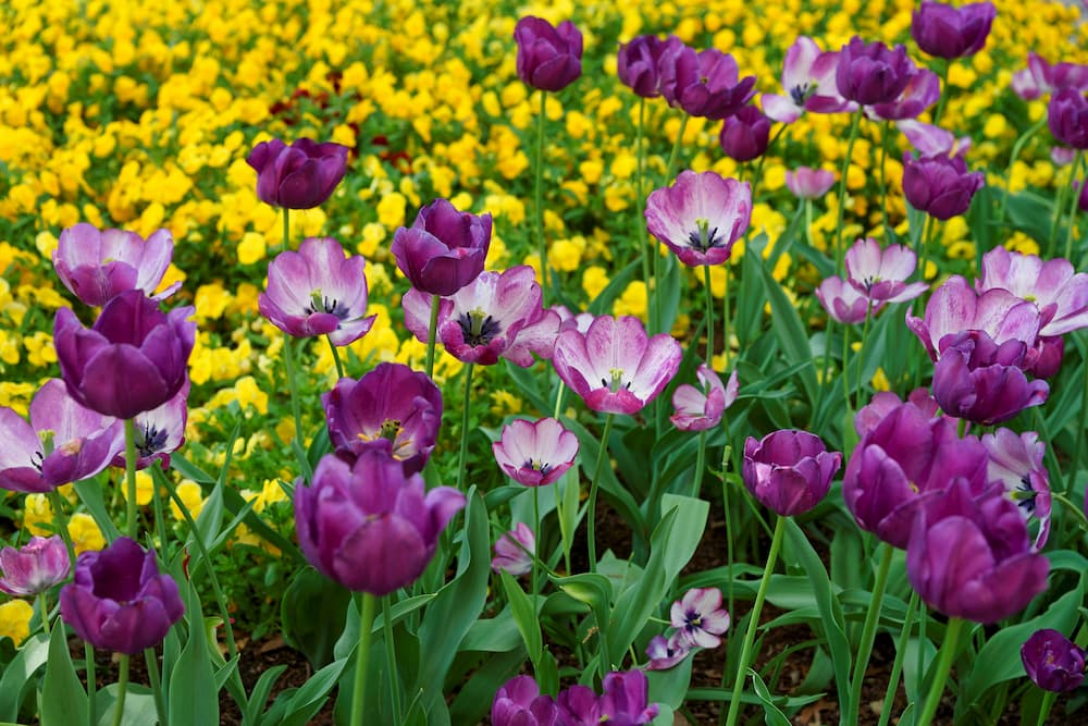 Garden State In Full Bloom