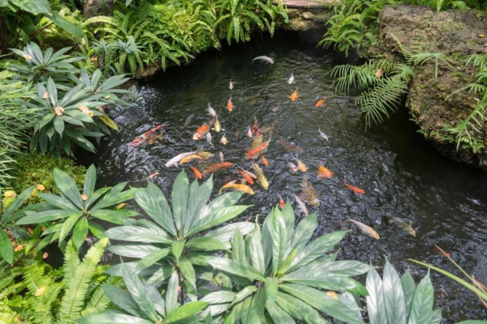 does a pond increase property value